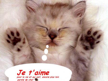 Chat mimi